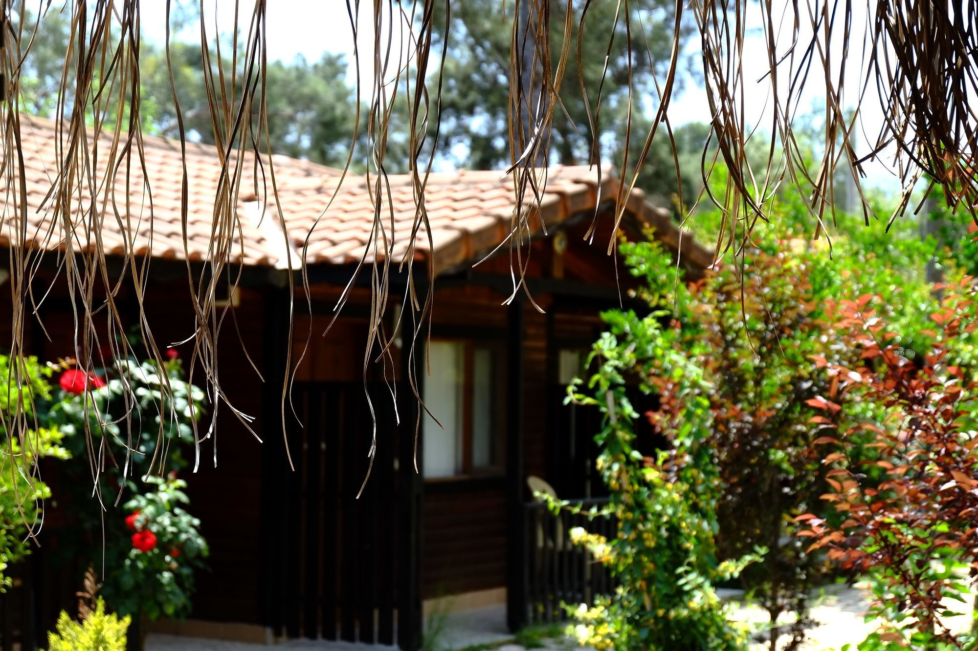 Koala Bungalows โอลิมปอส ภายนอก รูปภาพ